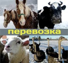 Дом