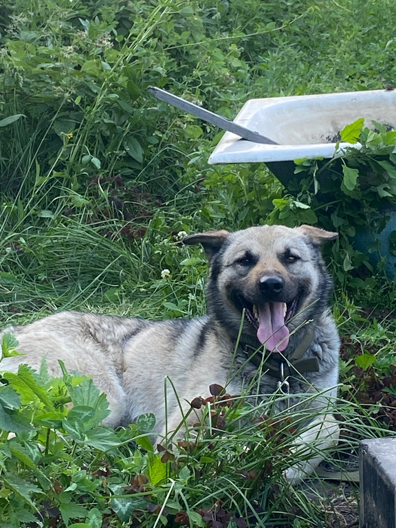 Собака